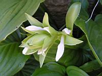 Lys blanc (03) (Photo F. Mrugala)